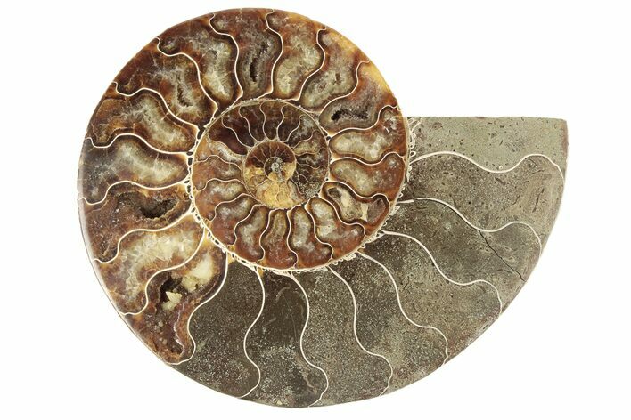 Cut & Polished Ammonite Fossil (Half) - Madagascar #191565